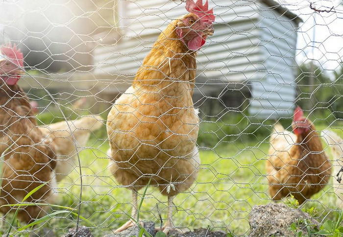 Wire For Chicken Pen